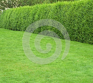 Green grass with hedges