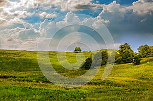 Green grass hill and one tree