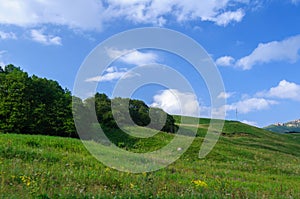 Green grass hill and trees