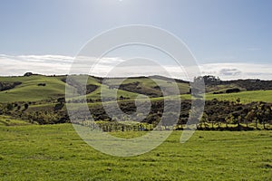 Green grass hills at Shakespear Regional Park, New Zealand