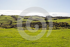 Green grass hills at Shakespear Regional Park, New Zealand
