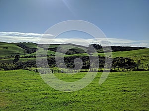 Green grass hills at Shakespear Regional Park, New Zealand