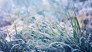 Green Grass In Hoarfrost