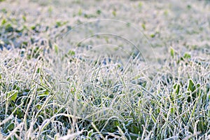 Green grass in hoarfrost