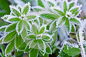 Green grass in hoarfrost