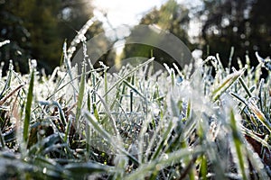 Green grass in hoarfrost, glistens in the rays of the morning autumn sun, in the park. Bottom view.