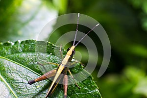 Green grass hopper