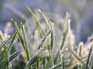 Green grass with ice crystals