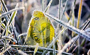 Green grass with ice crystals. Rime on autumn meadow