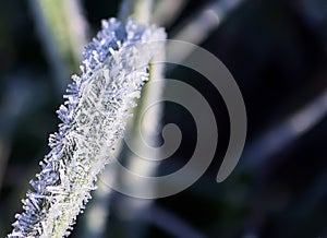 Green grass with ice crystals. Rime on autumn meadow