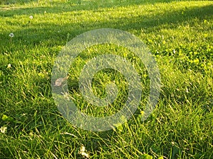 Green grass illuminated by the rays of the sun. Colors of nature