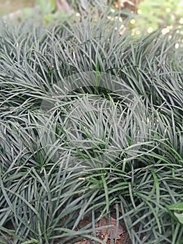 Green grass indicates the coolness of nature