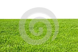 Green grass isolated