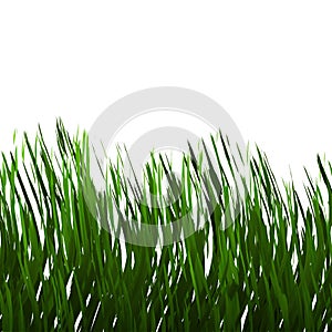 Green Grass Isolated