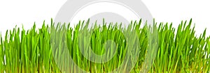 Green grass isolated