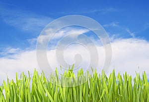 Green grass isolated with clipping path