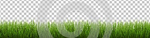 Green Grass Isolated Transparent background