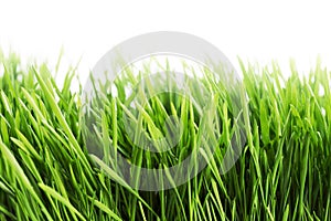 Green grass isolated on white