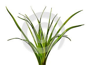 Green grass isolated on white