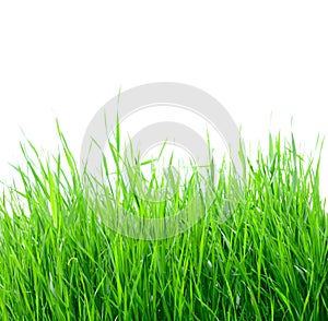 Green grass isolated on the white