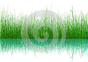 Green Grass - isolated on white