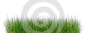 Green grass isolated on white background.