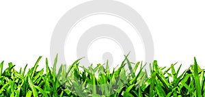 Green Grass isolated on White Background