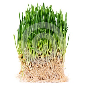 Green grass isolated on white background