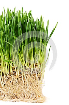 Green grass isolated on white background