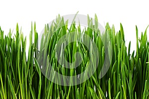 Green grass isolated on white background