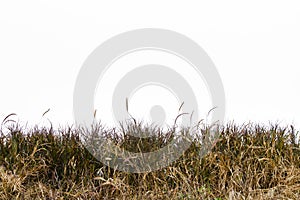 Green grass isolated on white background