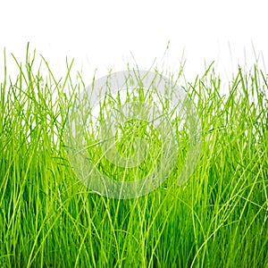 Green grass isolated on white background