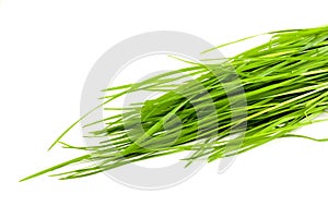 Green grass isolated on white background