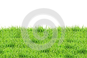 Green grass isolated on a white background