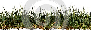 Green grass isolated on white background, banner format 3d nature render