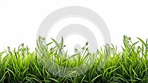 Green grass isolated on white background with copy space for your text. Generate AI