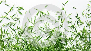 Green grass isolated on white background. Flat lay, top view.