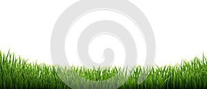 Green Grass Isolated White Background