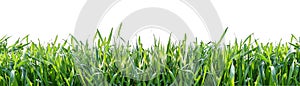 Green grass isolated on white background. Natural background