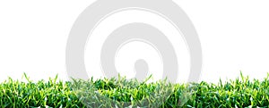 Green grass isolated on white background. Natural background