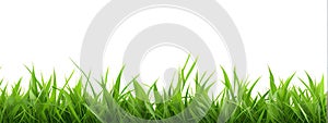 Green grass isolated on white background. Natural background.