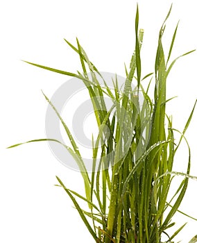 Green grass isolated white background. Sedge