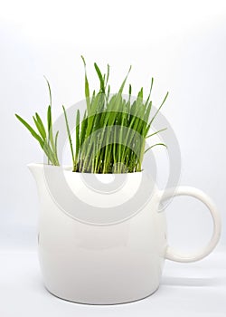Green grass in the kettle. white teapot with grass.