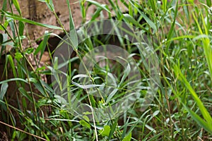 Green grass with a Kishon River in the background