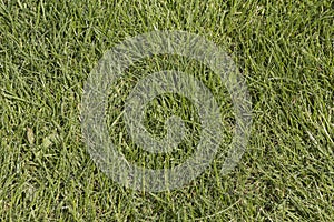 Green grass on the lawn. Abstract background.