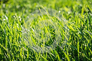 Green Grass Lawn Background