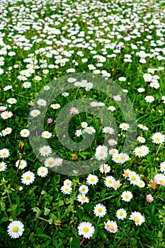 Green Grass Lawn With Daisies