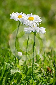 Green grass lawn with daisy flowers
