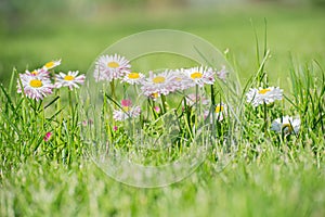 Green grass lawn with daisy flowers