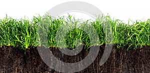 Green grass lawn in dark soil isolated on a white background, se